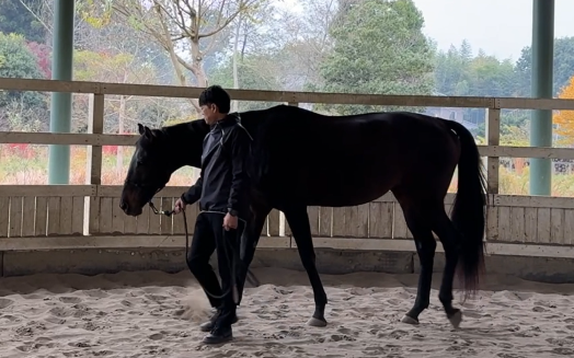 馬を使った人事研修